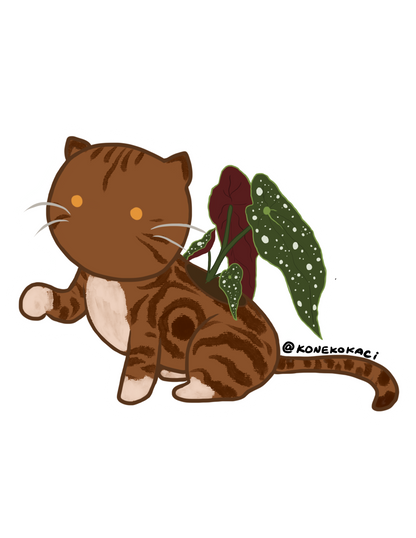 Koneko Begonia Maculata Sticker