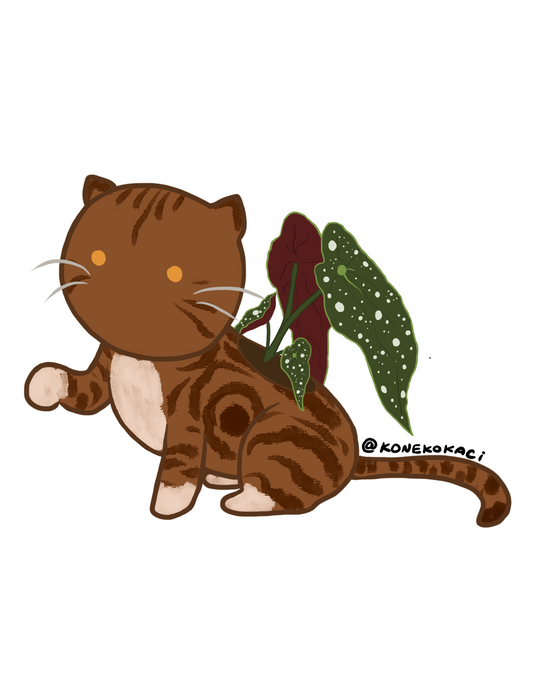 Koneko Begonia Maculata Sticker