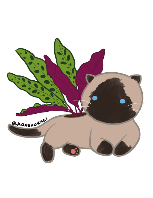 Koneko Calathea Lancifolia Sticker