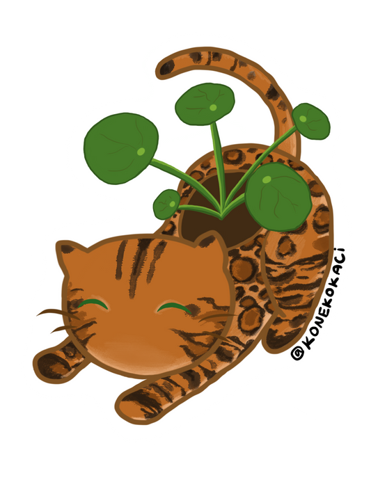 Koneko Chinese Money Plant Sticker
